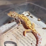 Colombia, oltre 1.000 animali in via d’estinzione salvati dal mercato nero