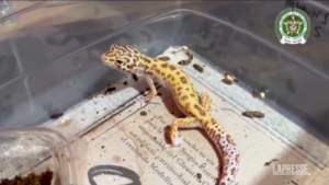 Colombia, oltre 1.000 animali in via d’estinzione salvati dal mercato nero