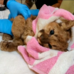 California, cucciolo di leone salvato da alcuni escursionisti