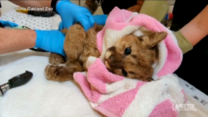 California, cucciolo di leone salvato da alcuni escursionisti