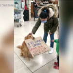 “Se sei contro la guerra, fammi una carezza”: il flash mob di Bobby, cane ‘pacifista’