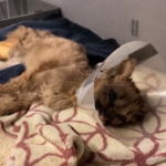 Usa, salvato cucciolo di puma: viene curato allo zoo di Oakland