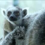 Vienna, allo zoo è nato un cucciolo di lemure