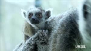 Vienna, allo zoo è nato un cucciolo di lemure