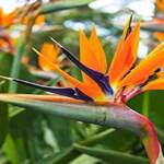 Ascoltando la Strelitzia