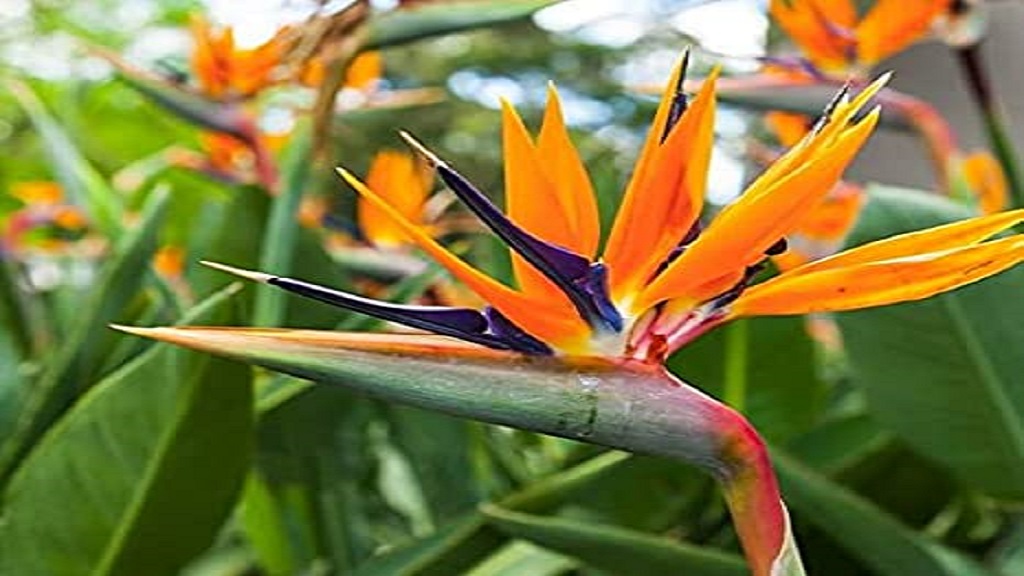 Ascoltando la Strelitzia
