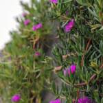 Si scrive carpobrotus, ma si legge fico di mare