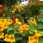 Milano fiorisce con Orticola: in mostra anche la ninfea salvata dall’estinzione