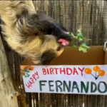 Usa: nello zoo di Phoenix la festa di compleanno del bradipo Fernando