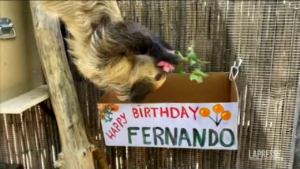 Usa: nello zoo di Phoenix la festa di compleanno del bradipo Fernando