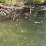 Festa della mamma: un germano reale appena liberato sente i suoi pulcini e torna ad accudirli