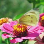 La Zinnia, un’amica dell’orto