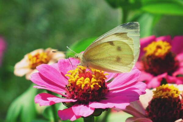 La Zinnia, un’amica dell’orto