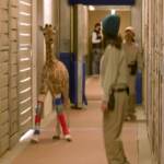 California, il cucciolo di giraffa come un bambino: indossa i tutori per correggere la postura