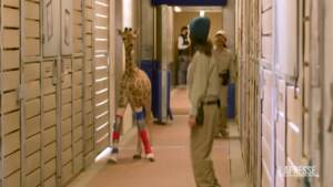 California, il cucciolo di giraffa come un bambino: indossa i tutori per correggere la postura
