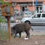 Manovra, polemica su caccia in aree urbane