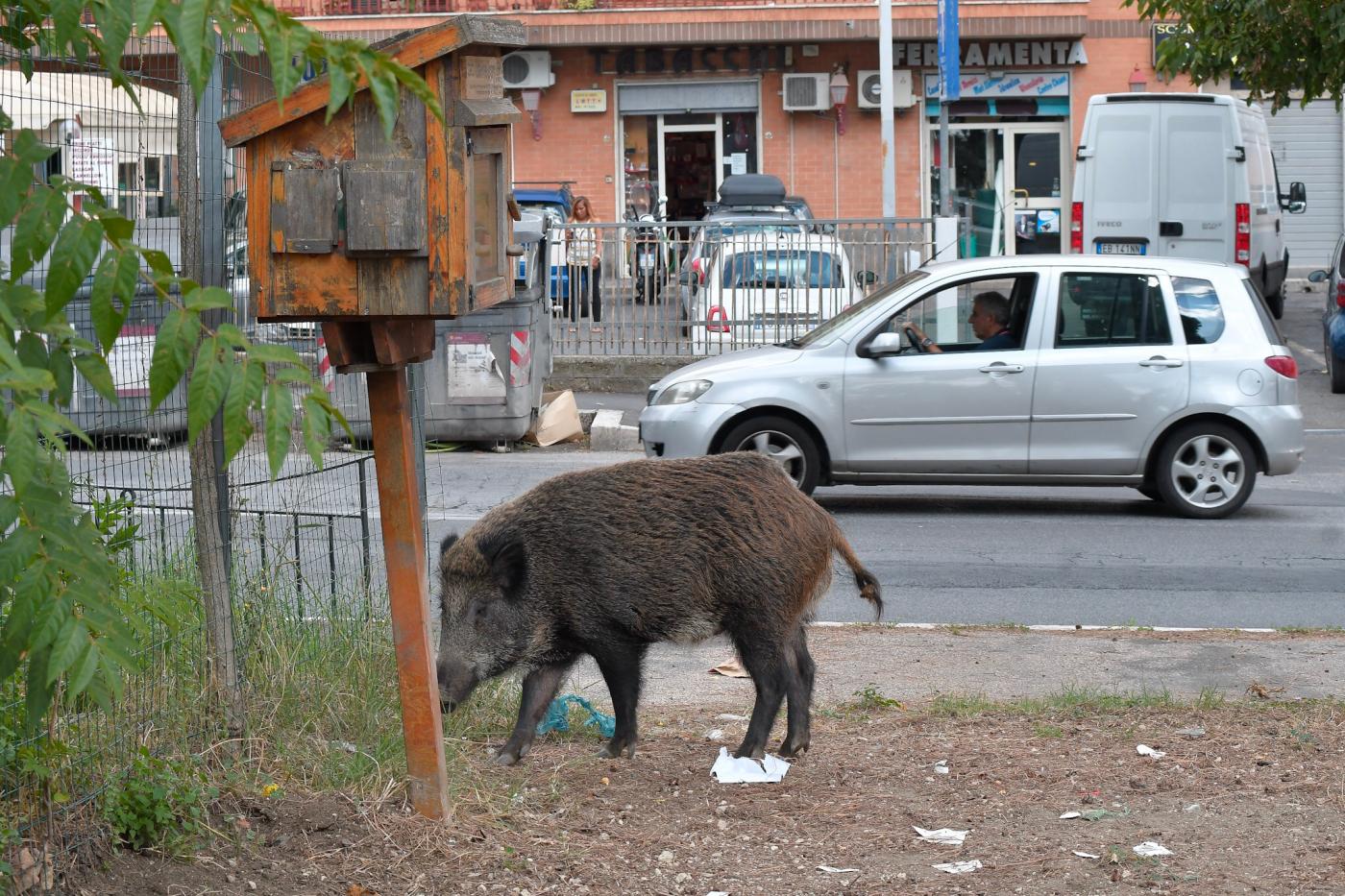 Manovra, polemica su caccia in aree urbane