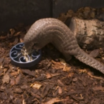 Praga, allo zoo arrivano due pangolini da Taiwan