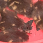 Usa: anatroccoli in un tombino davanti a Capitol Hill, il salvataggio