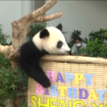 Malesia, il cucciolo di panda dello zoo di Kuala Lumpur festeggia un anno