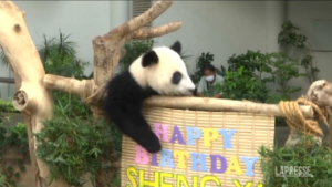 Malesia, il cucciolo di panda dello zoo di Kuala Lumpur festeggia un anno