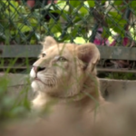 Venezuela, rari leoni bianchi hanno trovato casa in uno zoo di Caracas