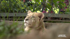 Venezuela, rari leoni bianchi hanno trovato casa in uno zoo di Caracas