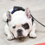 Caldo: come proteggere cani e gatti, i consigli di Aidaa