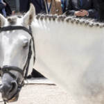 Animali: dalle Carresi alle botticelle, esplode rivolta contro sfruttamento