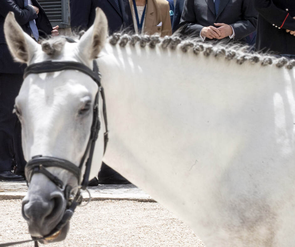 Animali: dalle Carresi alle botticelle, esplode rivolta contro sfruttamento