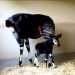 Animali, nato nelle Marche il primo okapi d’Italia