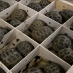 Roma, maxi sequestro di pesci e coralli in via d’estinzione in otto regioni italiane