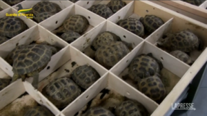 Italian Police confiscated 17,000 illegally imported tropical fish