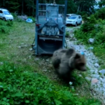 Torna nei boschi l’orso M78 investito in Val di Non