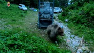 Torna nei boschi l’orso M78 investito in Val di Non
