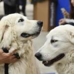 Enpa, animali domestici: “Aumento cessioni di circa il 30% per problemi economici di salute e adozioni inconsapevoli”