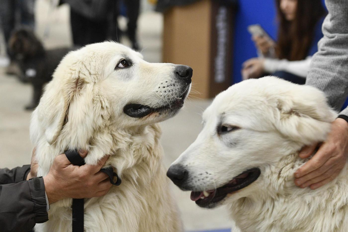 Enpa, animali domestici: “Aumento cessioni di circa il 30% per problemi economici di salute e adozioni inconsapevoli”