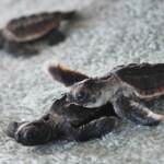 Ambiente: proteggere nidi tartarughe, riparte campagna di Legambiente