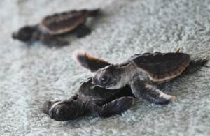 Programma di protezione della nascita delle tartarughe di mare allo zoo di Brevard