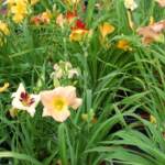 Hemerocallis, fiore bellissimo e fugace