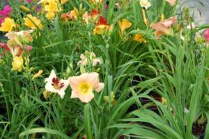 Hemerocallis, fiore bellissimo e fugace