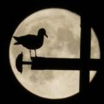 L’oroscopo di Mauro Perfetti da lunedì 20 a domenica 26 giugno. Scorpione: la Luna brilla nei Pesci, via libera ai nuovi amori