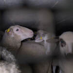 Trasporto animali vivi, gli agnelli verso i macelli italiani con gravi irregolarità: la denuncia di Animal Equality