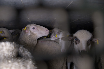 Trasporto animali vivi, gli agnelli verso i macelli italiani con gravi irregolarità: la denuncia di Animal Equality