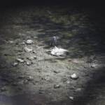 Siccità, Capalbio senz’acqua. Permesso solo l’uso per ‘scopi igienico-domestici’