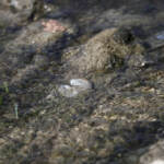 Siccità: ordinanza del Comune di Pordenone per limitare l’uso dell’acqua