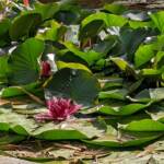 Lo Stagno di Monet