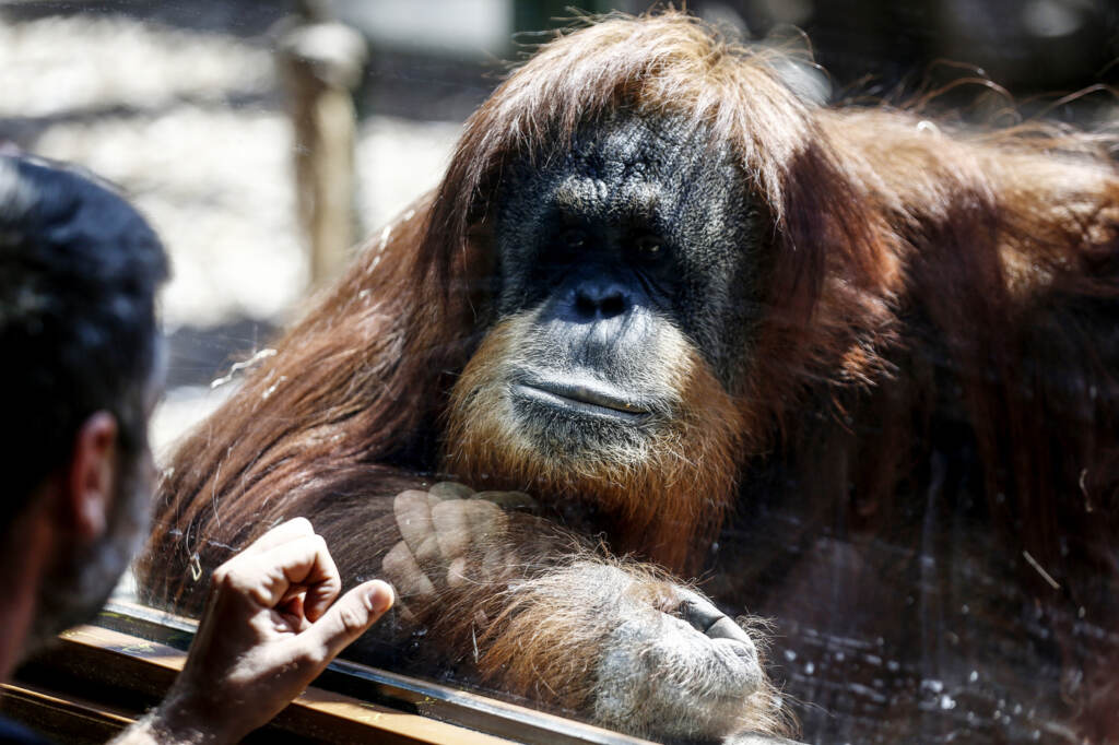 Galleria foto 'Germania, allo zoo di Rostock nasce un cucciolo di orango: le tenere immagini delle cocccole con la mamma' - foto 2