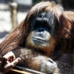 Bioparco Roma, animali alimentati con frutta e proteine ghiacciate per combattere il caldo