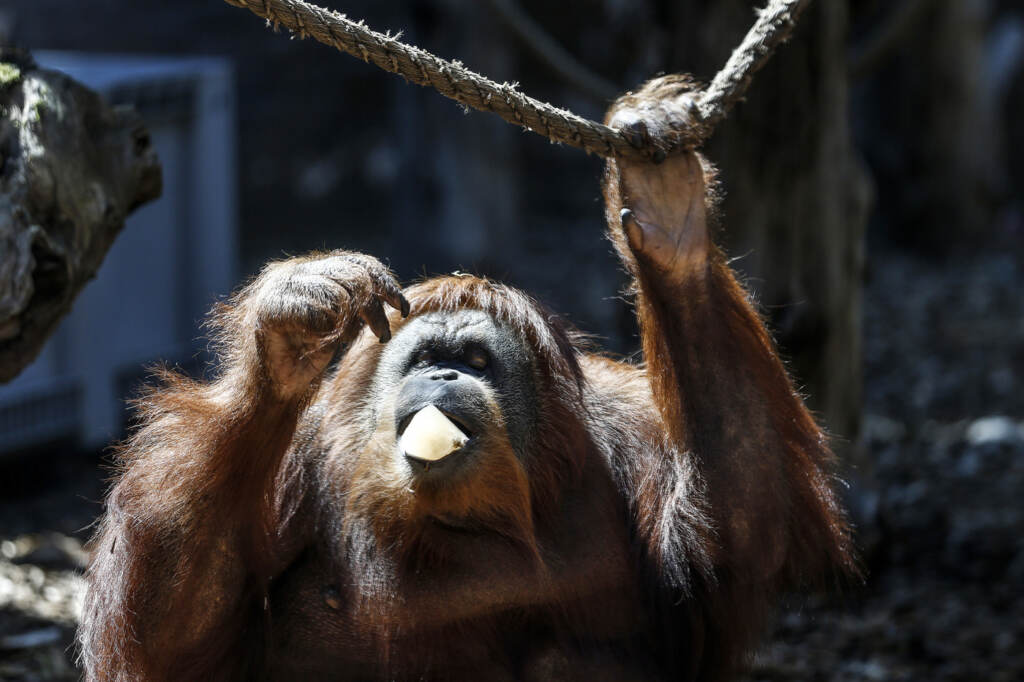 Galleria foto 'Germania, allo zoo di Rostock nasce un cucciolo di orango: le tenere immagini delle cocccole con la mamma' - foto 8